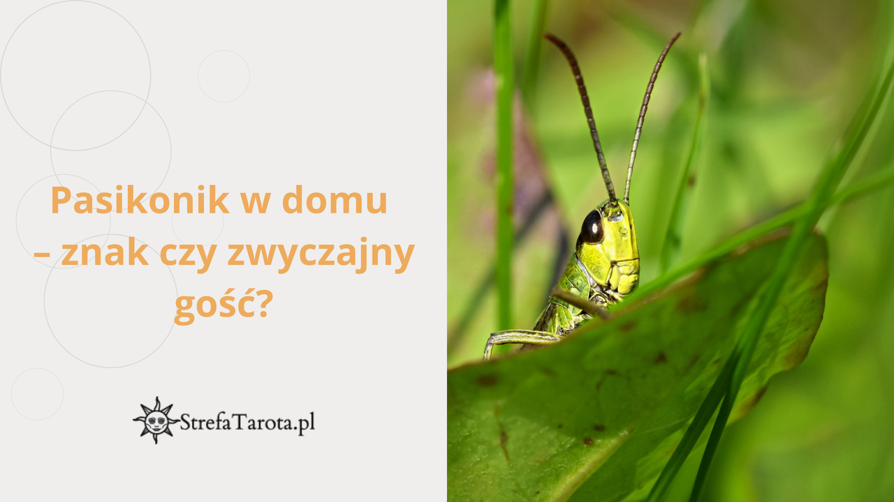 Read more about the article Pasikonik w domu – znak czy zwyczajny gość?